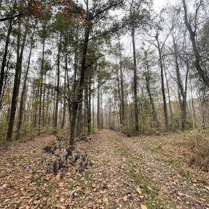 Photo #19 of Off Gum Swamp Road, Sellers , SC 125.0 acres