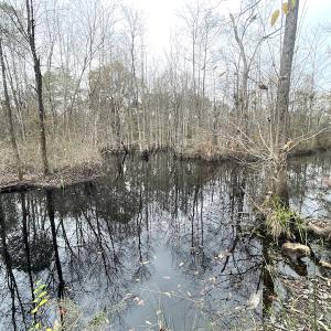 Photo #20 of Off Gum Swamp Road, Sellers , SC 125.0 acres