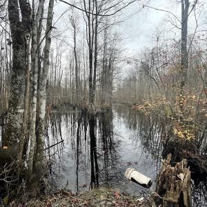 Photo #21 of Off Gum Swamp Road, Sellers , SC 125.0 acres