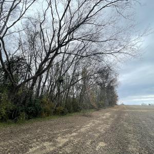 Photo #22 of Off Gum Swamp Road, Sellers , SC 125.0 acres