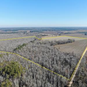 Photo #3 of Off Gum Swamp Road, Sellers , SC 125.0 acres