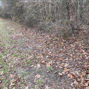Photo #18 of Off Fortsville Rd, Drewryville, VA 74.0 acres