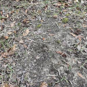Photo #19 of SOLD property in Off Fortsville Rd, Drewryville, VA 74.0 acres
