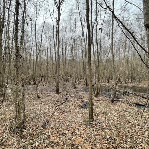 Photo #20 of Off Fortsville Rd, Drewryville, VA 74.0 acres