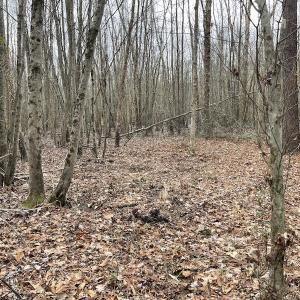 Photo #21 of SOLD property in Off Fortsville Rd, Drewryville, VA 74.0 acres