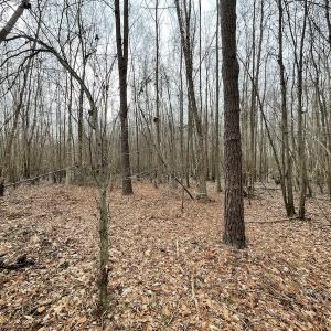 Photo #22 of Off Fortsville Rd, Drewryville, VA 74.0 acres