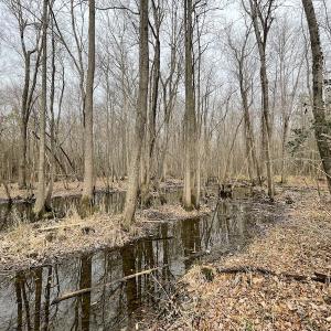 Photo #23 of Off Fortsville Rd, Drewryville, VA 74.0 acres