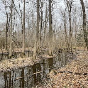 Photo #23 of SOLD property in Off Fortsville Rd, Drewryville, VA 74.0 acres