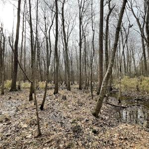 Photo #24 of SOLD property in Off Fortsville Rd, Drewryville, VA 74.0 acres
