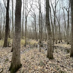 Photo #25 of SOLD property in Off Fortsville Rd, Drewryville, VA 74.0 acres