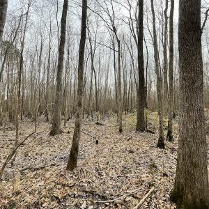 Photo #26 of SOLD property in Off Fortsville Rd, Drewryville, VA 74.0 acres