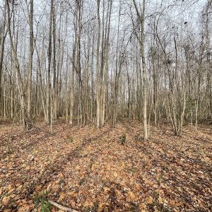 Photo #27 of SOLD property in Off Fortsville Rd, Drewryville, VA 74.0 acres