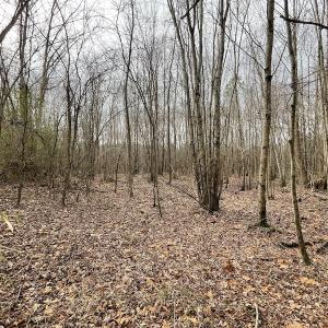 Photo #28 of Off Fortsville Rd, Drewryville, VA 74.0 acres