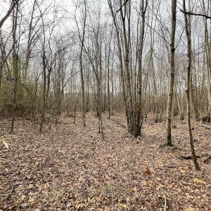 Photo #28 of SOLD property in Off Fortsville Rd, Drewryville, VA 74.0 acres