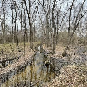 Photo #29 of SOLD property in Off Fortsville Rd, Drewryville, VA 74.0 acres