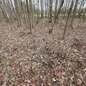 Photo #33 of SOLD property in Off Fortsville Rd, Drewryville, VA 74.0 acres