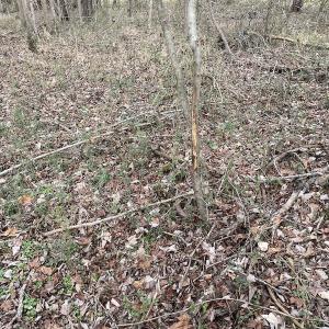 Photo #35 of SOLD property in Off Fortsville Rd, Drewryville, VA 74.0 acres