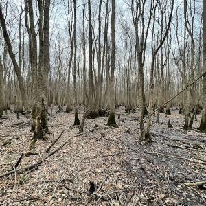 Photo #41 of SOLD property in Off Fortsville Rd, Drewryville, VA 74.0 acres