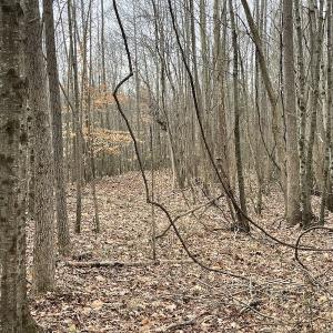 Photo #43 of SOLD property in Off Fortsville Rd, Drewryville, VA 74.0 acres