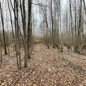 Photo #44 of SOLD property in Off Fortsville Rd, Drewryville, VA 74.0 acres