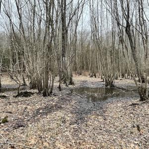 Photo #45 of SOLD property in Off Fortsville Rd, Drewryville, VA 74.0 acres