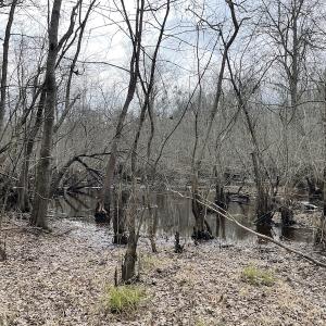 Photo #47 of SOLD property in Off Fortsville Rd, Drewryville, VA 74.0 acres