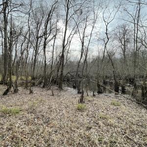 Photo #48 of Off Fortsville Rd, Drewryville, VA 74.0 acres