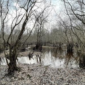 Photo #49 of SOLD property in Off Fortsville Rd, Drewryville, VA 74.0 acres