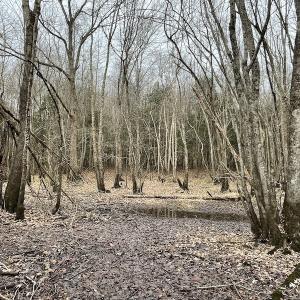 Photo #50 of Off Fortsville Rd, Drewryville, VA 74.0 acres