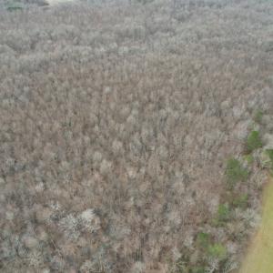 Photo #7 of SOLD property in Off Fortsville Rd, Drewryville, VA 74.0 acres