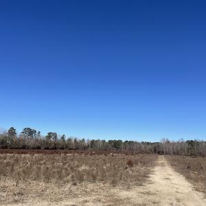 Photo #16 of Off Hwy 308, Galivant's Ferry, SC 102.0 acres