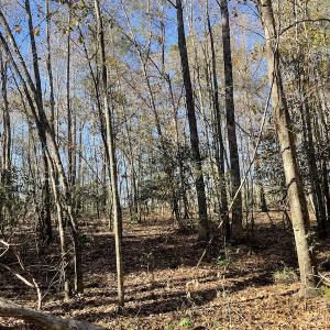Photo #17 of Off Hwy 308, Galivant's Ferry, SC 102.0 acres