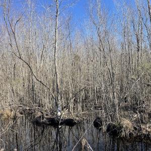 Photo #21 of Off Hwy 308, Galivant's Ferry, SC 102.0 acres