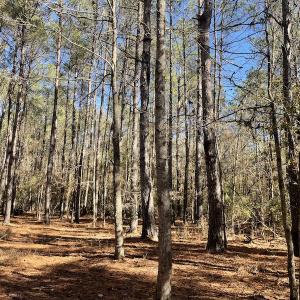 Photo #23 of Off Hwy 308, Galivant's Ferry, SC 102.0 acres