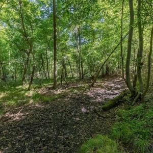 Photo #18 of SOLD property in Off Henderson Road  , Trenton, NC 31.5 acres