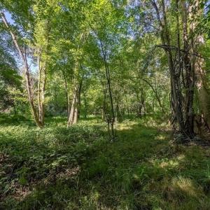 Photo #19 of SOLD property in Off Henderson Road  , Trenton, NC 31.5 acres