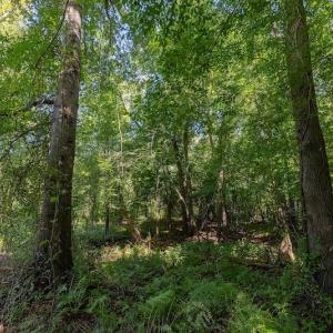 Photo #20 of SOLD property in Off Henderson Road  , Trenton, NC 31.5 acres