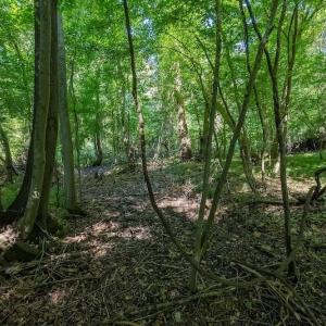 Photo #21 of SOLD property in Off Henderson Road  , Trenton, NC 31.5 acres
