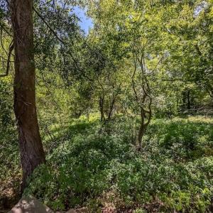 Photo #25 of SOLD property in Off Henderson Road  , Trenton, NC 31.5 acres