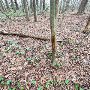 Photo #17 of SOLD property in Off Franktown Rd , Franktown, VA 10.0 acres