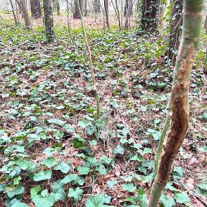 Photo #19 of SOLD property in Off Franktown Rd , Franktown, VA 10.0 acres