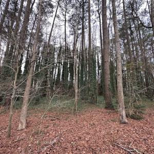 Photo #21 of SOLD property in Off Franktown Rd , Franktown, VA 10.0 acres