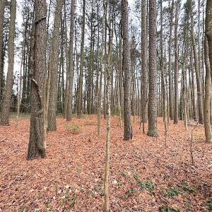 Photo #24 of SOLD property in Off Franktown Rd , Franktown, VA 10.0 acres