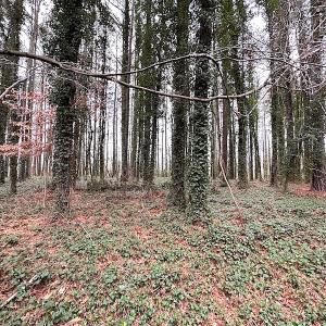 Photo #33 of SOLD property in Off Franktown Rd , Franktown, VA 10.0 acres