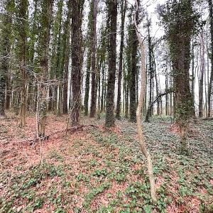 Photo #36 of SOLD property in Off Franktown Rd , Franktown, VA 10.0 acres