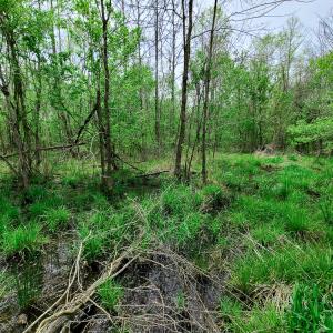 Photo #17 of Off Walnut Creek Lane , Danville, VA 126.0 acres