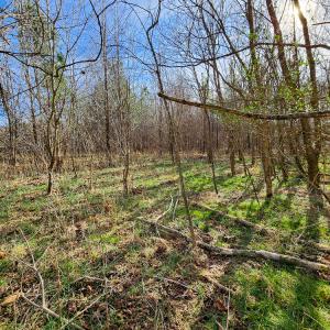 Photo #43 of Off Walnut Creek Lane , Danville, VA 126.0 acres