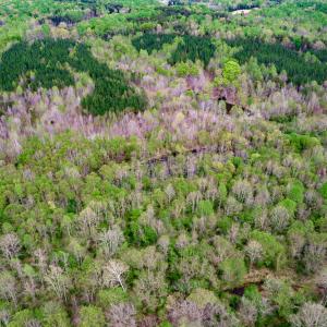Photo #69 of Off Walnut Creek Lane , Danville, VA 126.0 acres
