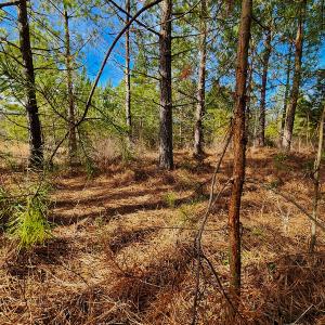 Photo #8 of SOLD property in Off Azalea Lane , Danville, VA 33.0 acres