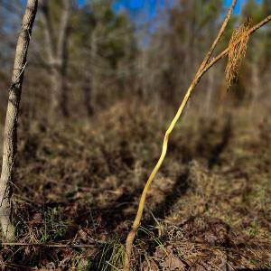 Photo #17 of SOLD property in Off Azalea Lane , Danville, VA 33.0 acres